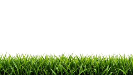 Lush green grass blades form a vibrant horizontal border against a stark white background.