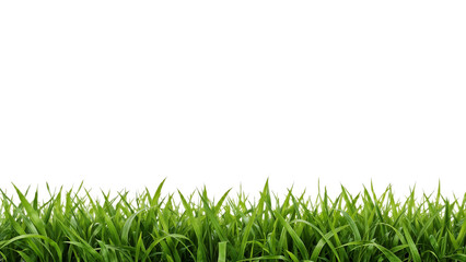 Fototapeta premium Close-up view of vibrant green grass blades against a white background.