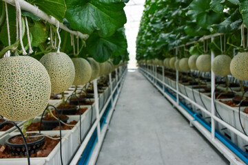 Fresh melons or green melons or cantaloupe melons plants growing in greenhouse.