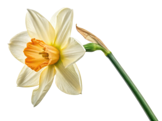 Beautiful daffodil flower showcases its delicate petals and vibrant orange center, symbolizing spring arrival and joy