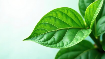 Fototapeta premium Intricate green and white prayer plant leaf veins, clean backdrop , isolated, houseplant