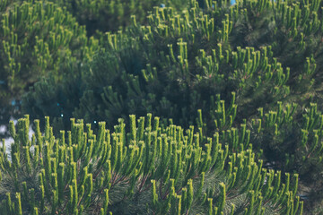 Vibrant green pine trees thriving in a sunlit forest during the early spring, showcasing new growth...