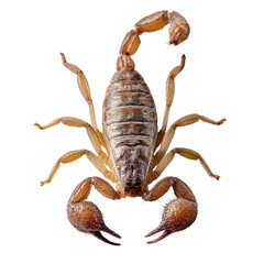 Closeup of a Desert Scorpion: A Detailed Macro Photograph of an Arachnid