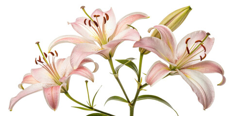 Fototapeta premium Beautiful pink lily flowers bloom gracefully, showcasing their delicate petals and vibrant colors, creating serene and joyful atmosphere
