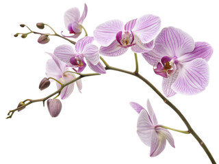 Naklejka premium Beautiful orchid flower blooms display delicate petals and vibrant colors, creating serene atmosphere in any setting