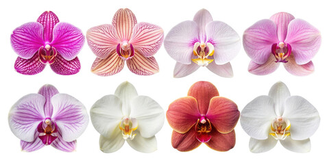 Beautiful orchids showcase variety of colors and patterns, making them stunning flower choice for any occasion © DigitalDreamScapes