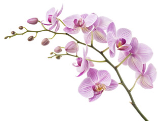 Obraz premium Beautiful orchid flower blooms display delicate petals and vibrant colors, creating serene atmosphere in any setting