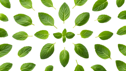fresh green basil and mint leaves arranged in a symmetrical pattern on a white background isolated on white background 83539949 1