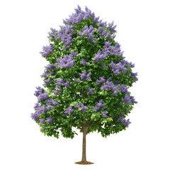 Obraz premium Majestic Lilac Tree in Full Bloom: A Stunning Springtime Display of Purple Blossoms
