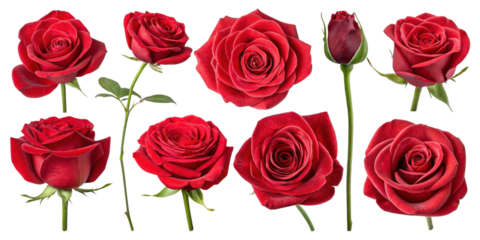 Beautiful red roses symbolize love and passion, making them perfect flower for any occasion. Their vibrant petals captivate heart