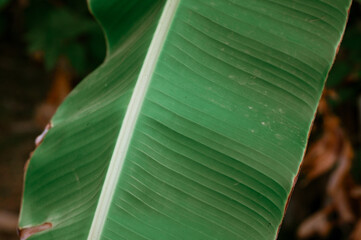 Single banana leaf growing in tropical environment. Banana leaf vibrant and lush in natural jungle setting. Natural banana leaf expresses freshness and tropical nature.