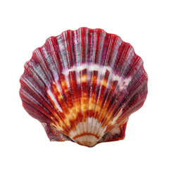 Stunning Crimson Scallop Shell Close-Up Photography