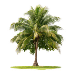 Lush Green Coconut Palm Tree Isolated on Black Background A Vibrant Tropical Image