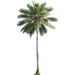Majestic Single Coconut Palm Tree Isolated on Black Background Tropical Island Paradise Vacation