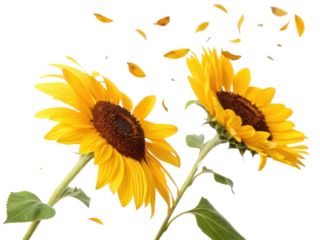 Sunflowers sway gently in breeze as petals dance around them, creating vibrant and cheerful atmosphere filled with warmth and joy