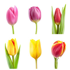 Vibrant Collection of Six Colorful Tulips Blooming in Springtime