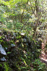A stone wall beside a midsummer forest trail, bathed in sunlight filtering through the leaves.