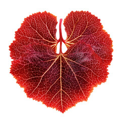 Intricate Veins of an Autumn Leaf: A Heart-Shaped Masterpiece of Nature's Art