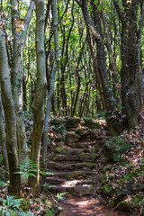 Stone steps found on a midsummer forest trail, with sunlight filtering through the leaves.