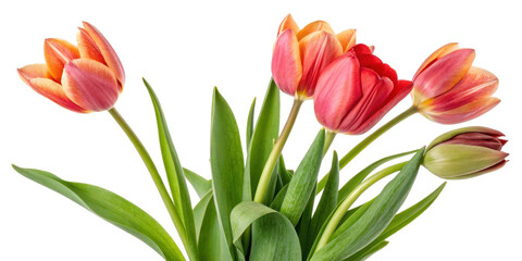 Obraz premium Beautiful tulips in vibrant colors create stunning floral display that brightens any space and brings joy to heart