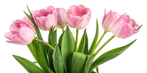 Fototapeta premium Beautiful pink tulips bloom gracefully, showcasing their delicate petals and vibrant colors, perfect for any floral arrangement