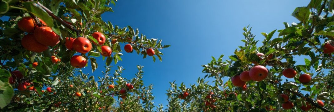 Sunlit Apple Orchard With Ripe Fruit Under a Clear Blue Sky Enjoyed During Late Afternoon in a Serene Rural Landscape