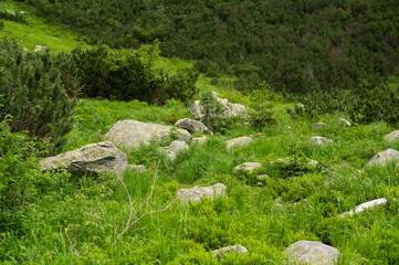 lush green grass grows among large stones in the clearing