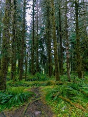 Fototapeta premium footpath in the forest