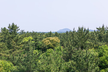 From a high vantage point, the summer forest stretches out beneath a sunny sky. warm sunshine