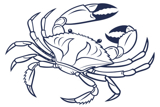 A blue crab with claws raised