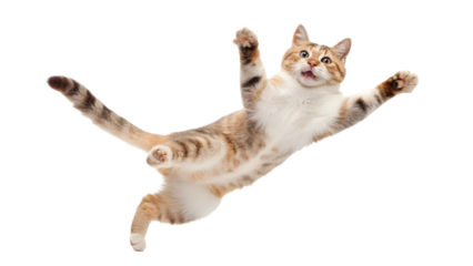 Playful Cat Jumping Mid-Air in Dynamic Poses Isolated on White Background PNG Cutout for Humorous Pet Photography

