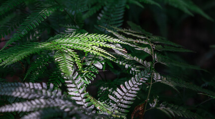 Arachniodes aristata (prickly shield fern) discovered along a midsummer forest trail in Jeju&rsquo;s gotjawal, bathed in filtered sunlight. narrow licorice fern