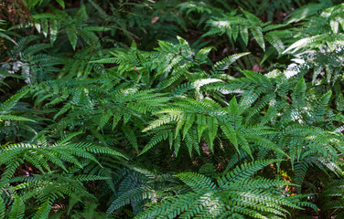 Arachniodes aristata (prickly shield fern) discovered along a midsummer forest trail in Jeju’s gotjawal, bathed in filtered sunlight. narrow licorice fern
