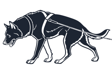 Obraz premium A determined dog with a harness and leash, moving forward