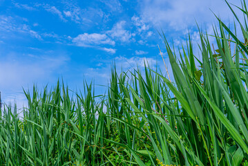 A field of bright green grass with a blue sky.