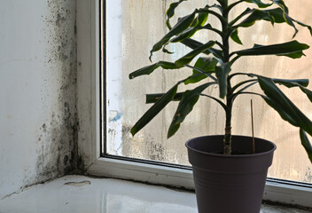 There's mold in the corner of the window.