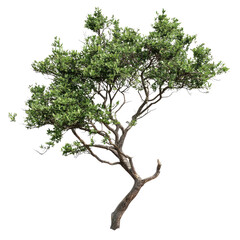 A realistic photo of the Baobab tree, with a transparent background. The Baobab tree can be further used as an element in architectural design