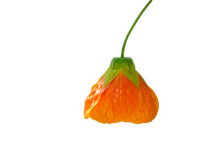 Close up single orange Abutilon x hybridum Chinese lantern flower on Transparent Background.	