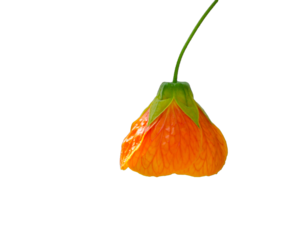 Close up single orange Abutilon x hybridum Chinese lantern flower on Transparent Background.	
