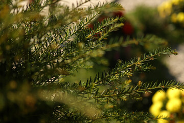green branches of bushes for background