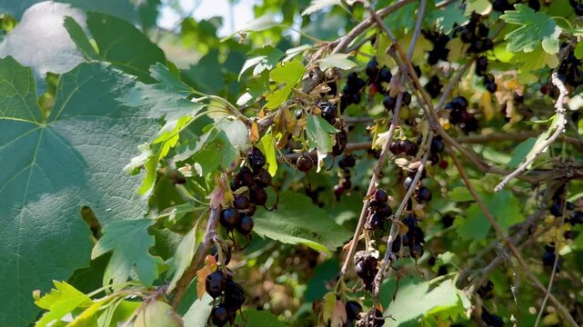The black cumin bush has ripened