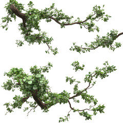 Tree Branches Leafs Top Composition on isolated transparent cutout PNG Background