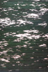 Sunlight filters through the leaves, casting gentle patterns on the deck of a summer forest path.