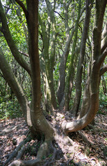 A massive tree trunk found on a midsummer forest trail, with sunlight filtering through the leaves.