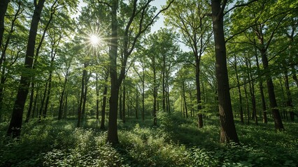Sunlight streams through a dense forest canopy.