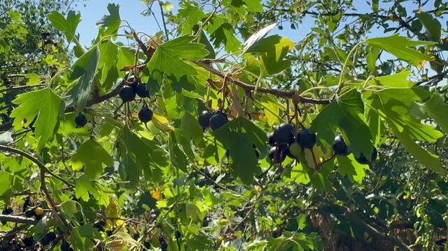 The black cumin bush has ripened