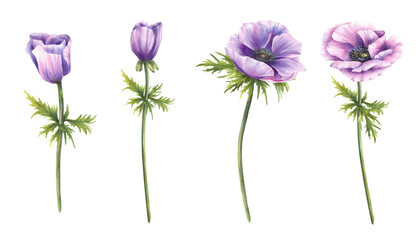 Anemone watercolor purple flowers with long stem and green leaves. Pink and lilac buds isolated from background set. Hand drawn botanical illustration for cards, sticker. Windflower floral clipart 