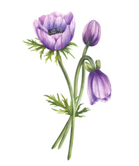 Watercolor Anemone flowers bouquet with pink purple realistic buds and green leaves. Bunch of flower for wedding invitations, greeting card. Hand drawn realistic illustration isolated from background