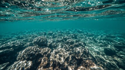 Fototapeta premium Underwater coral reef scene with clear water.