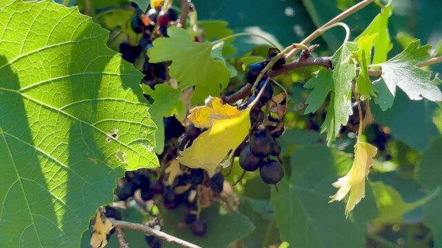 Blackcurrant bush